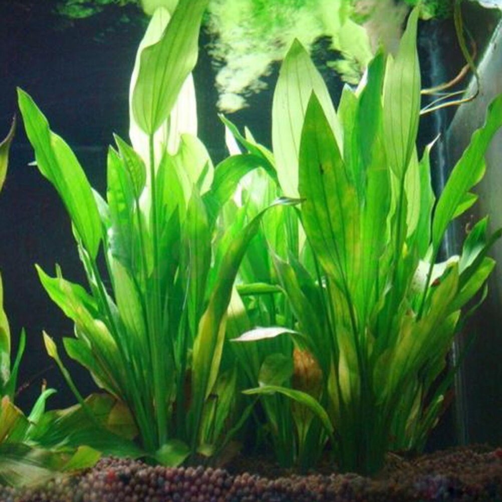Marine Aquarium Aquascape - 15 ซม.ประดิษฐ์ Aquarium Decor พืชน้ําวัชพืชเครื่องประดับน้ําถังปลาหญ้าอุปกรณ์ตกแต่ง