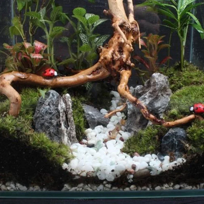 ต้นไม้ธรรมชาติลำต้นไม้ดริฟท์วู - Marine Aquarium Aquascape บทวิจารณ์และราคา